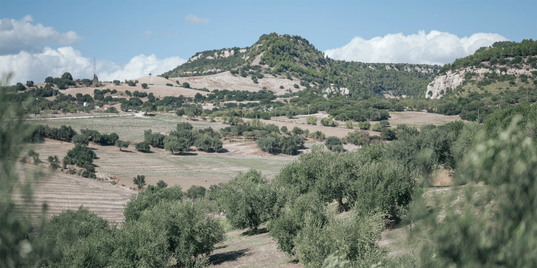 Olive oil