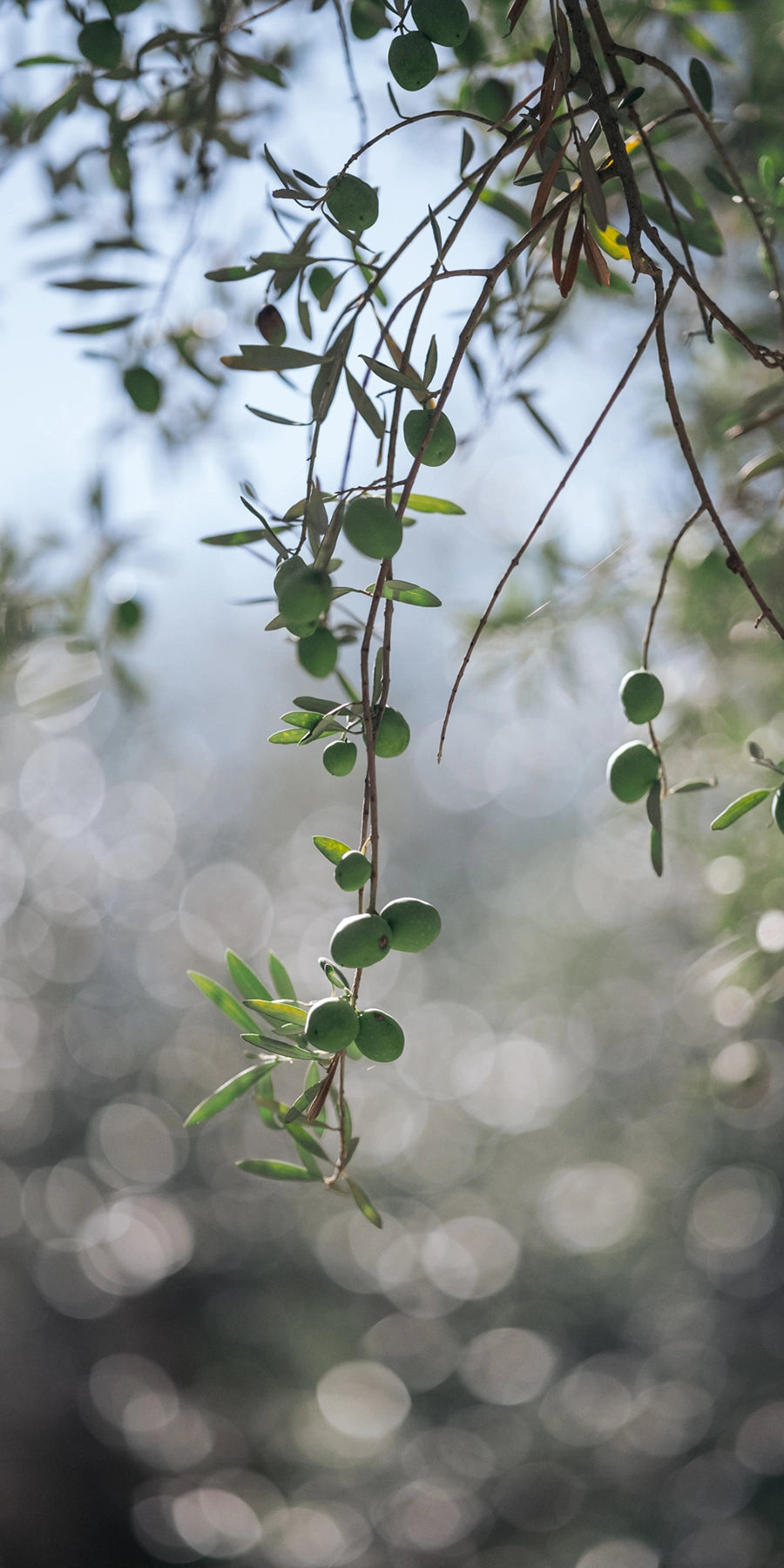 Olive oil