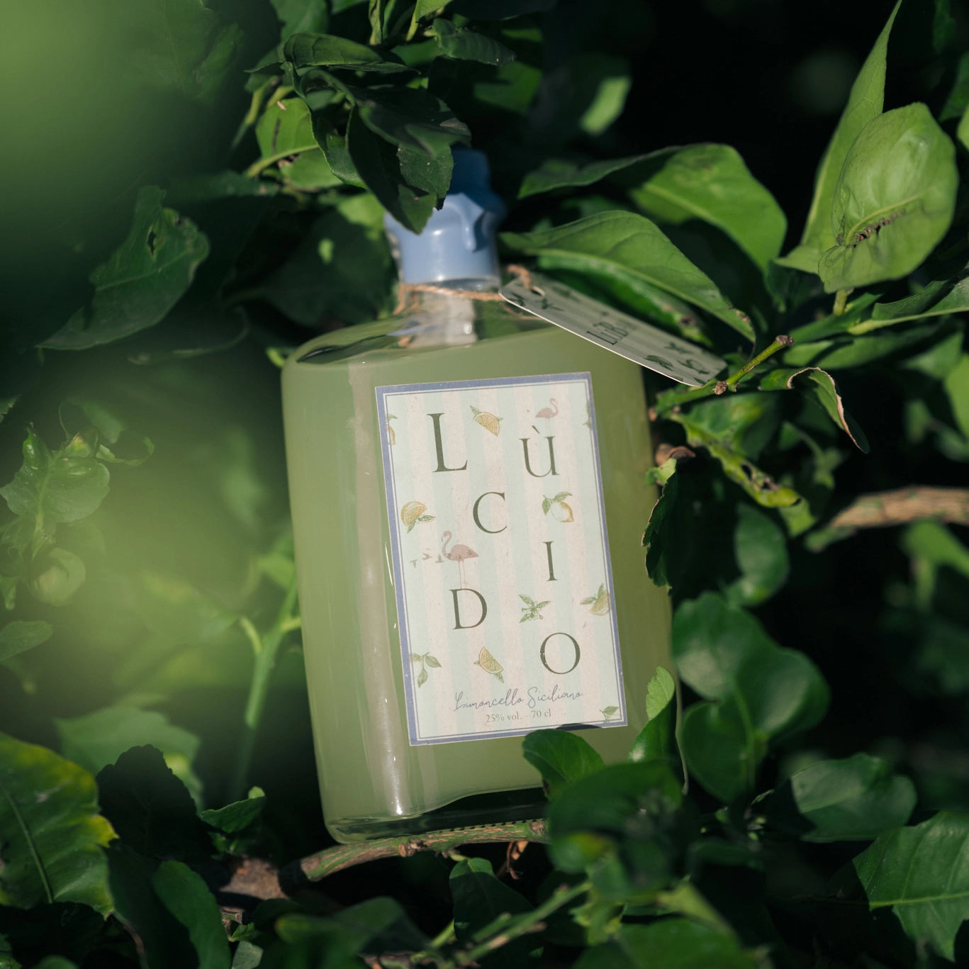 Limoncello Lùcido